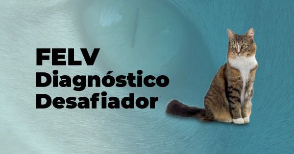Diagnóstico da Leucemia Felina (FeLV): Faculdade Qualittas promove evento online e gratuito