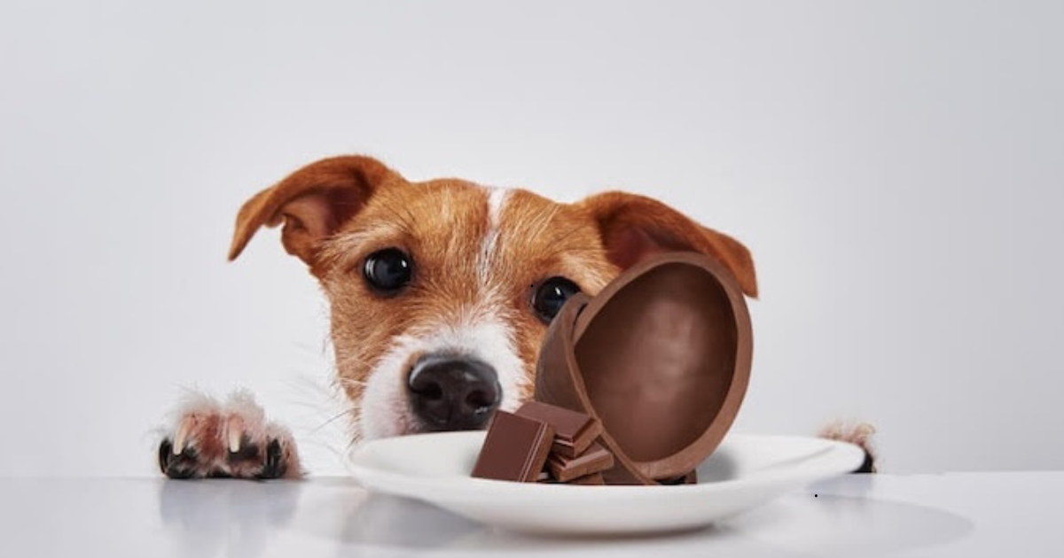 Páscoa pode ser fatal para pets: atenção redobrada pode salvar vidas