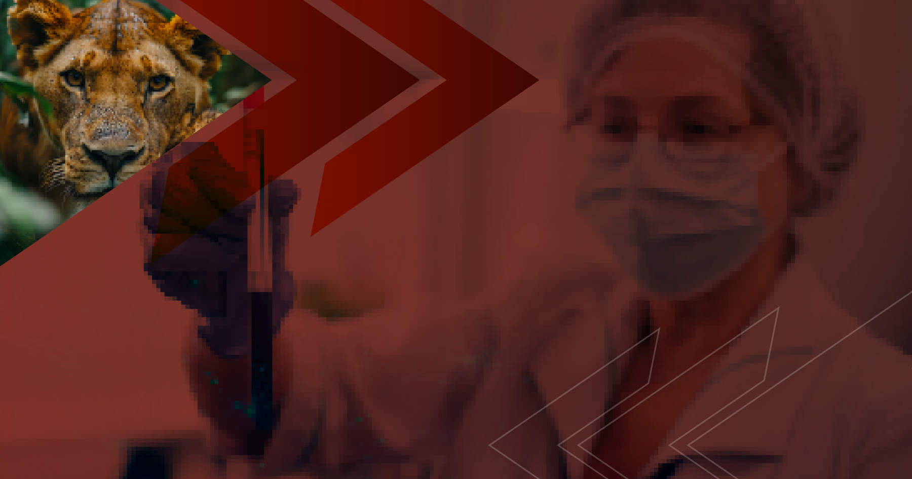 Domine a rotina clínica da Patologia Veterinária em animais selvagens no PBL Online Gratuito