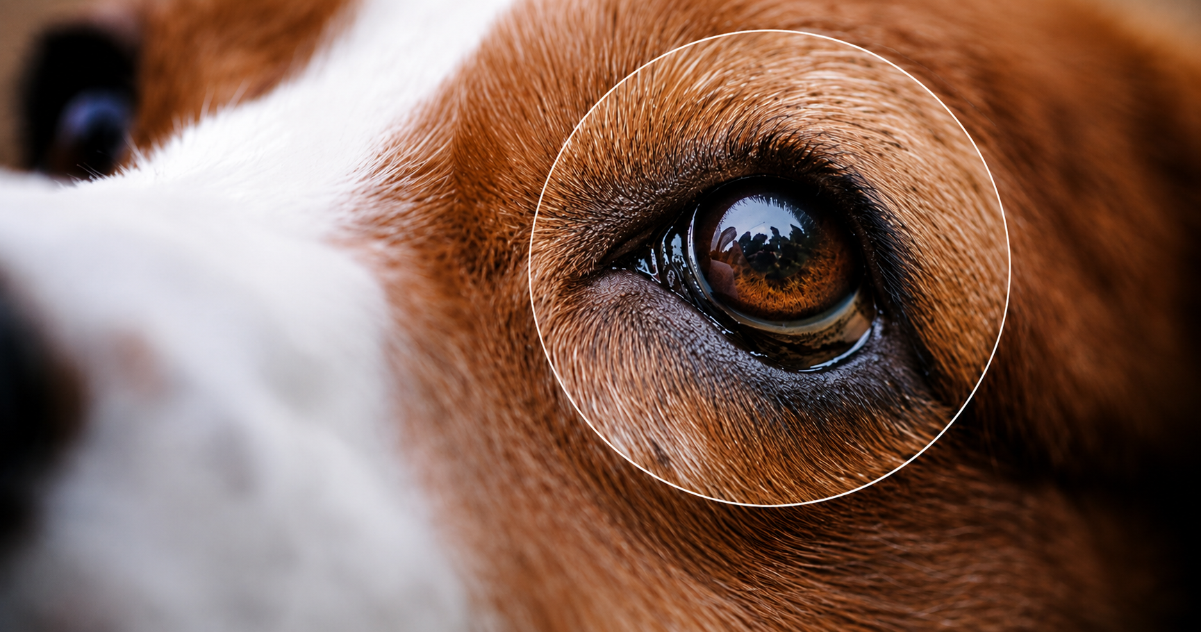 Junho Violeta: prevenção de doenças oculares em pets é fundamental para preservar a visão e a qualidade de vida