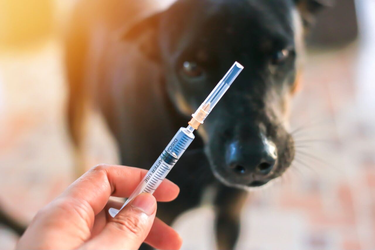 Julho Dourado reforça a importância da prevenção para garantir mais saúde e longevidade aos pets