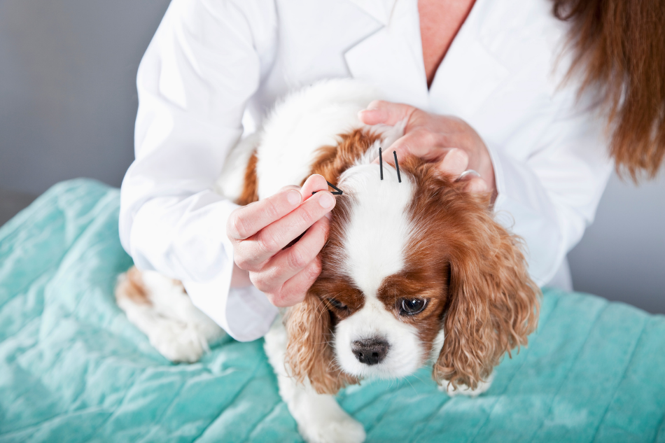 Acupuntura veterinária: como essa especialidade melhora a qualidade de vida dos animais