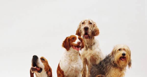 26 de agosto – Dia Mundial do Cão: prevenção, saúde e qualidade de vida em todas as fases