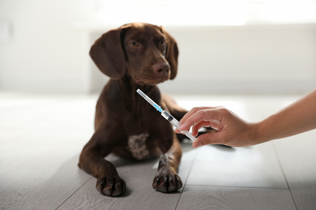 Mounjaro em pets: por que um medicamento desenvolvido para humanos não deve ser usado para emagrecer cães e gatos
