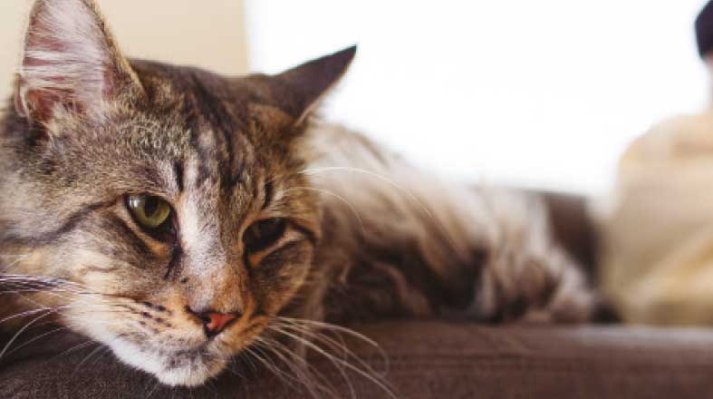Gatos geriátricos: por que o envelhecimento exige uma Medicina Veterinária cada vez mais especializada