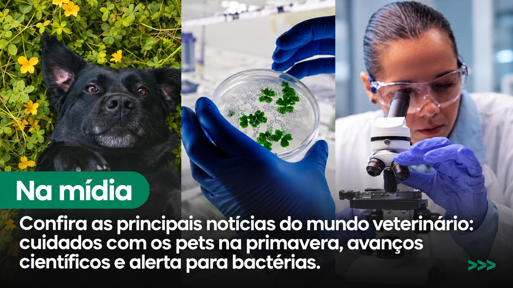 Qualittas na mídia: cuidados com os pets na primavera, avanços na genética felina e alerta para bactérias resistentes são destaques