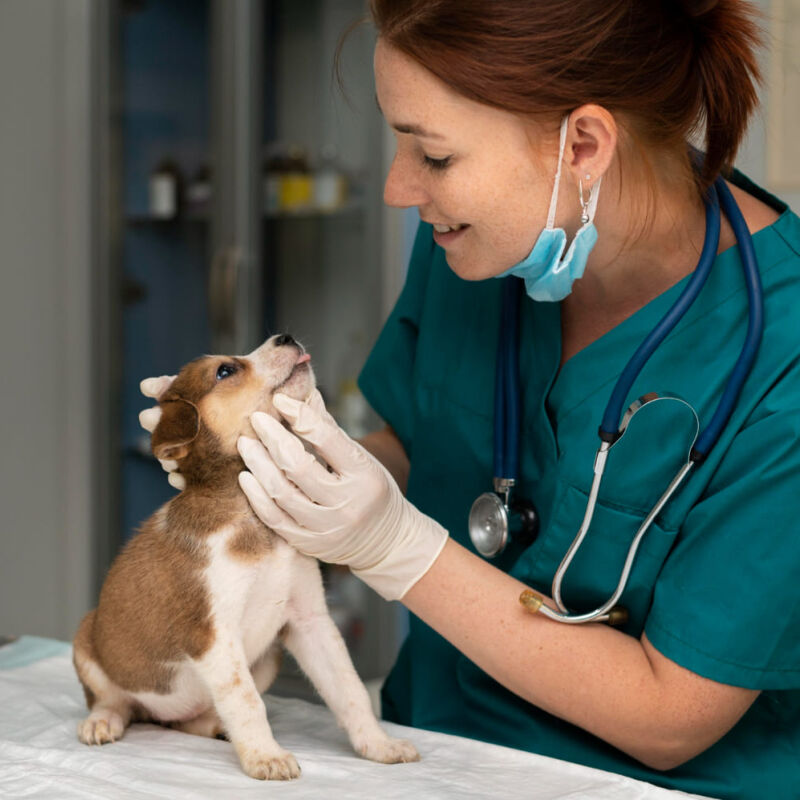 Dia do Médico Veterinário: profissão que cuida da saúde animal, humana e do meio ambiente