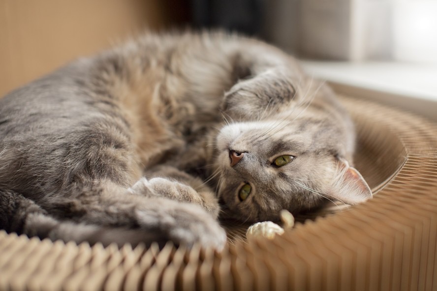 Brasil chega a 33,3 milhões de gatos e cresce demanda por especialistas em medicina felina