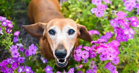 Primavera reforça alerta para alergias e problemas de pele em cães e gatos