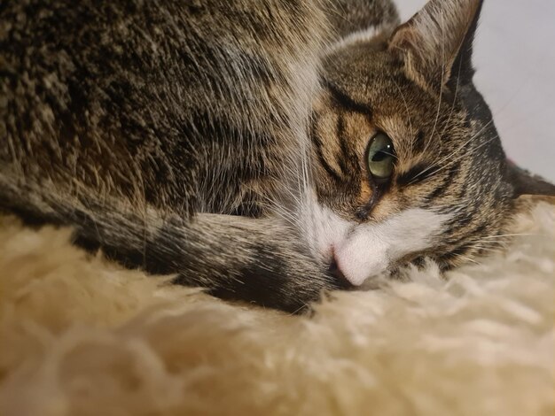 Aumento de gatos nos lares brasileiros reforça importância da especialização em Medicina Felina